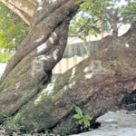 The miracle hidden in the lap of the Ayiravalli Shiva Temple, a temple that worships a tree that became extinct 180 years ago