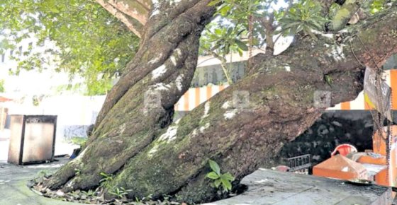 The miracle hidden in the lap of the Ayiravalli Shiva Temple, a temple that worships a tree that became extinct 180 years ago
