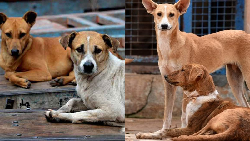 It is suspected that the dogs were used for meat in the event that the price of mutton has soared!  Most of the street dogs disappeared within two weeks