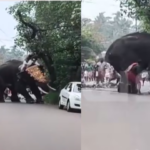 During the temple festival in Ernakulam, the elephant fell, and the people sitting on the elephant were shaken and thrown down, and the survivors were injured.