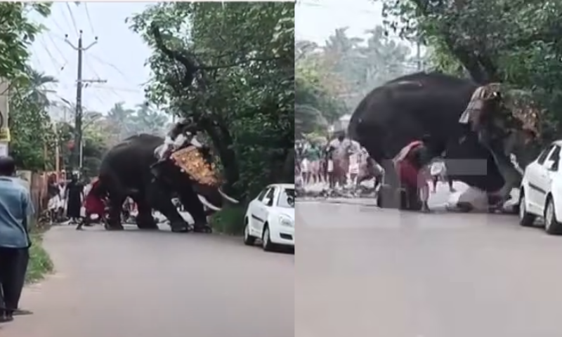 During the temple festival in Ernakulam, the elephant fell, and the people sitting on the elephant were shaken and thrown down, and the survivors were injured.