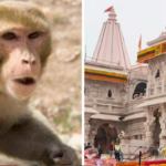Monkey in Ramkshetra shrine;  Devotees say that Hanuman has come to see Ramlalla