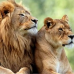 'The naming of the lions as Akbar and Sita is not correct, the name should be changed';  Calcutta High Court on whether lions can be named after national heroes