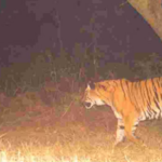Another tiger attack in Wayanad;  The tiger ate half of the cow's hindquarters