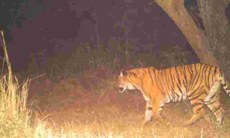 Another tiger attack in Wayanad;  The tiger ate half of the cow's hindquarters