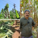 KSEB's banana cutting in Thrissur too, cutting down bunches of bananas saying that they hit the line;  Farmers say that the line has no electricity