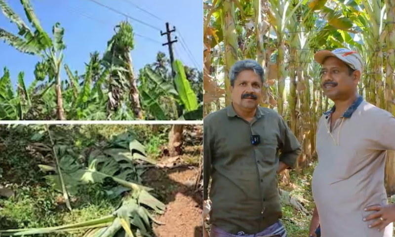 KSEB's banana cutting in Thrissur too, cutting down bunches of bananas saying that they hit the line;  Farmers say that the line has no electricity