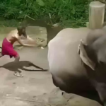 Papan by beating the elephants;  Footage at Guruvayur Anakota out, suspension;  Jayalalitha's fake elephant was also beaten up
