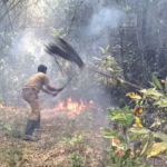 Continuous fires in the area after a gourd farmer was mauled to death by a wild buffalo;  The fire broke out three times and the fire brigade responded