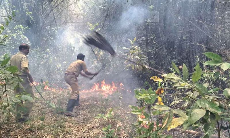 Continuous fires in the area after a gourd farmer was mauled to death by a wild buffalo;  The fire broke out three times and the fire brigade responded