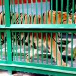 Manu is no more in Thiruvananthapuram Zoo, the oldest tiger died, this is the cause of death